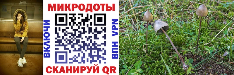 Псилоцибиновые грибы Cubensis  Мглин 